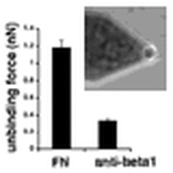 Cell Adhesion Via The Α5Β1 Integrin Receptor To Fibronectin
