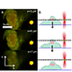 Integration Of Confocal Laser Scanning Microscopy Clsm With The Jpk Nano Tracker 2